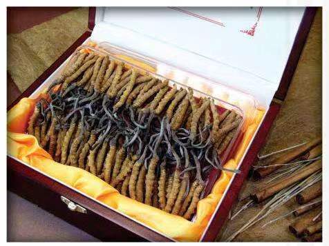 镇坪冬虫夏草回收?